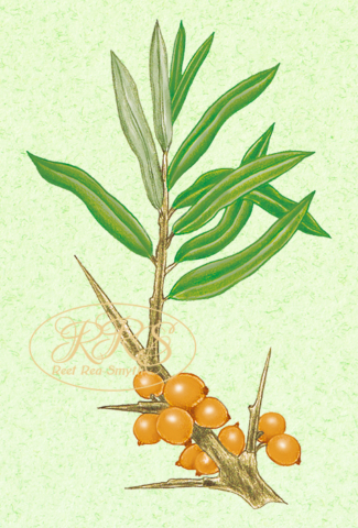 Common sea buckthorn