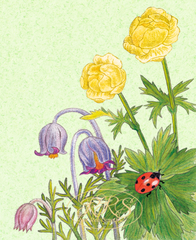 Trollius and pulsatilla with a ladybird