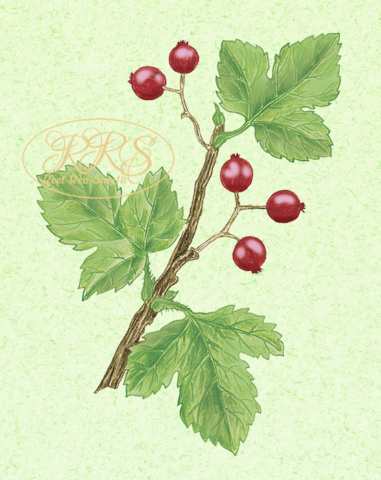 Mountain currant