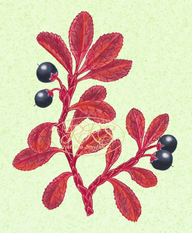 Alpine bearberry