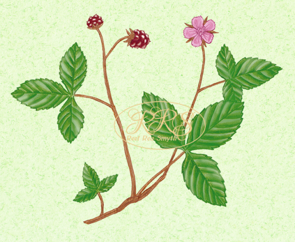 Arctic bramble