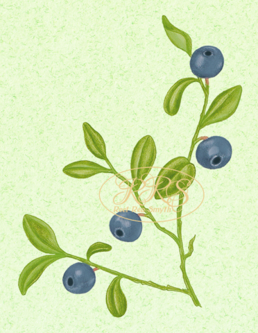 Bilberry