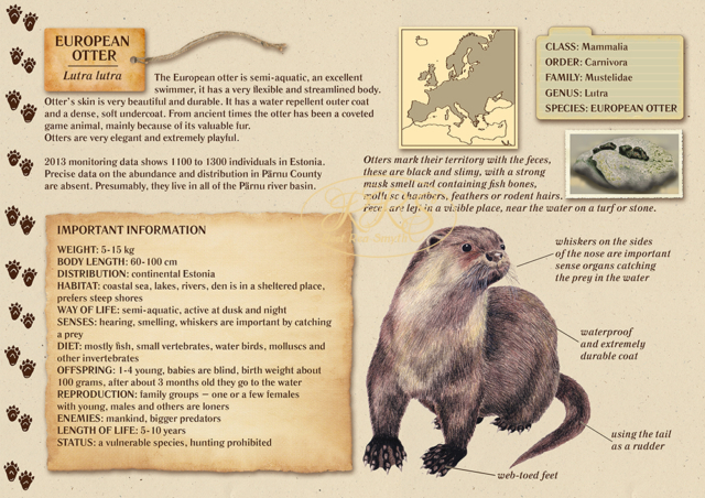 European otter