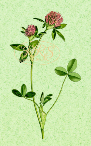 Red clover