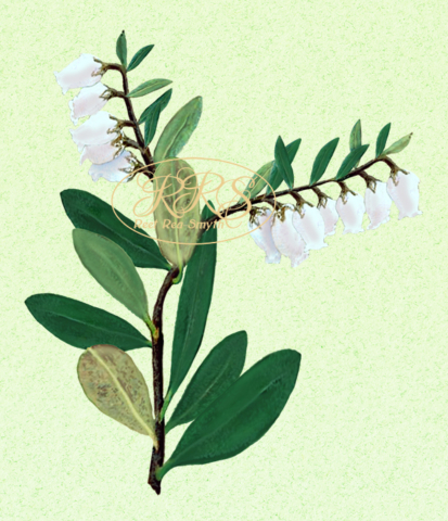 Leatherleaf