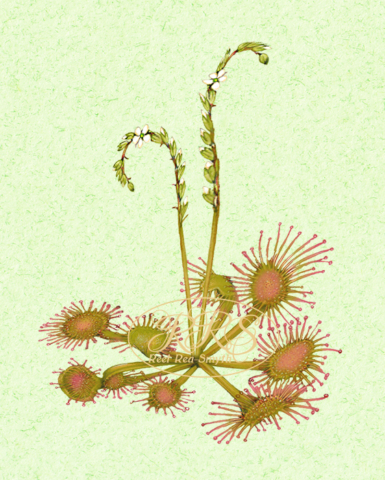 Round-leaved sundew