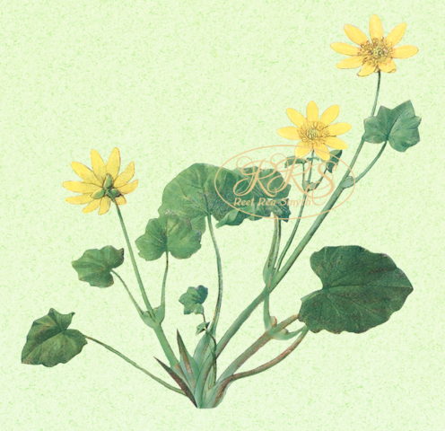 Lesser celandine