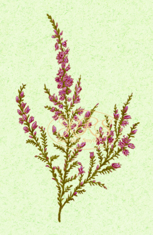 Common heather