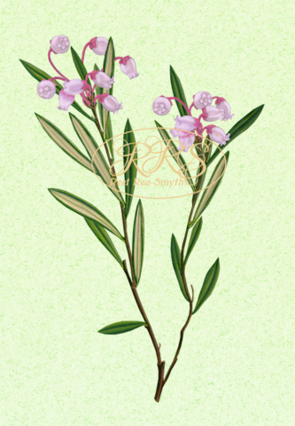 Bog-rosemary