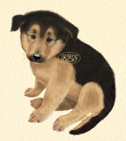 Mixed-breed puppy Polla