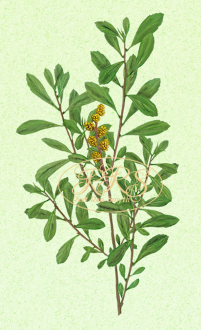 Bog-myrtle