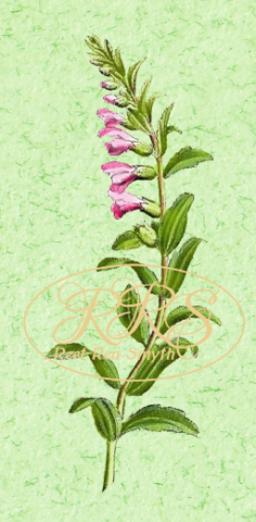 Salt bartsia