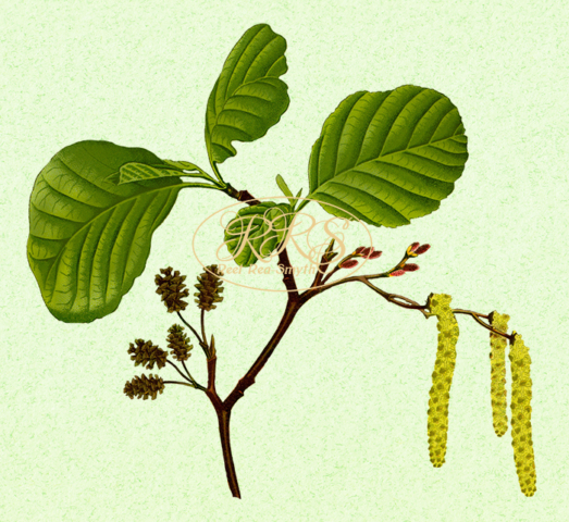 Black alder