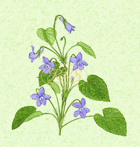 Common dog-violet