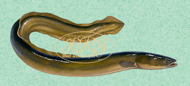 European eel