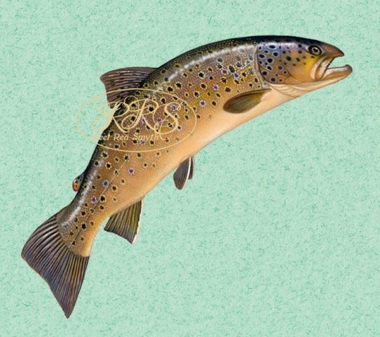 Salmo trutta fario