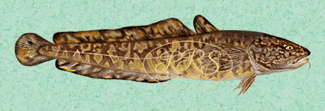 Burbot